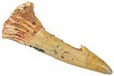Fossil Sawfish (Onchopristis) Rostral Barb - Morocco #322844-1